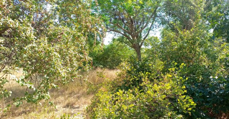 A Koupéla, le bosquet communal qui fait barrière à la désertification