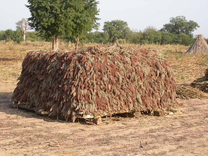 A Zoula, les récoltes sont bonnes