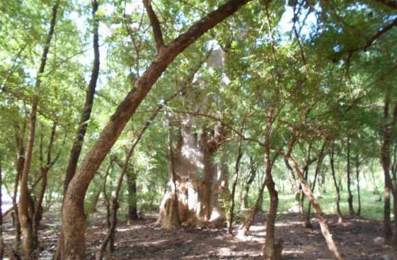 Koudougou et ses innombrables lieux sacrés