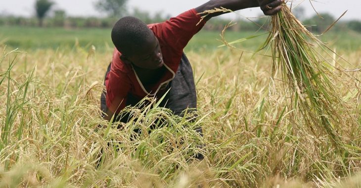 Burkina Faso: malgré le potentiel, importé du riz pour nourrir les Burkinabè