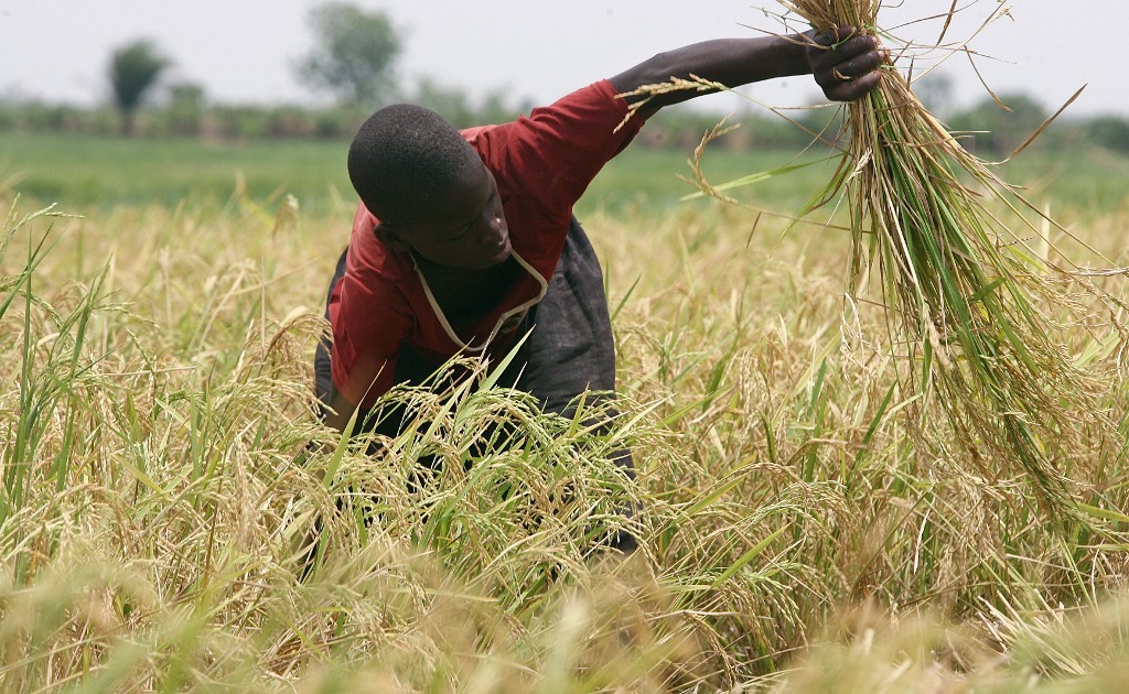 Pourquoi le Burkina Faso importe encore le riz