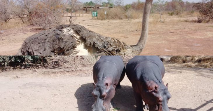 Ziniaré: Le sanctuaire animalier n'est plus ce qu'il était