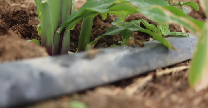 L’irrigation goutte-à-goutte, l’alternative aux aléas climatiques