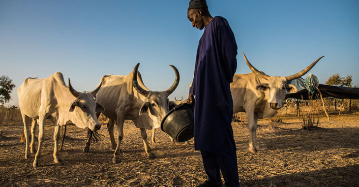 Burkina Faso : les difficultés des éleveurs face aux changements climatiques