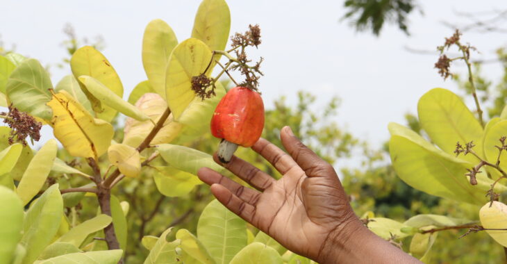 Burkina: La noix d'acajou rongée par l'insécurité