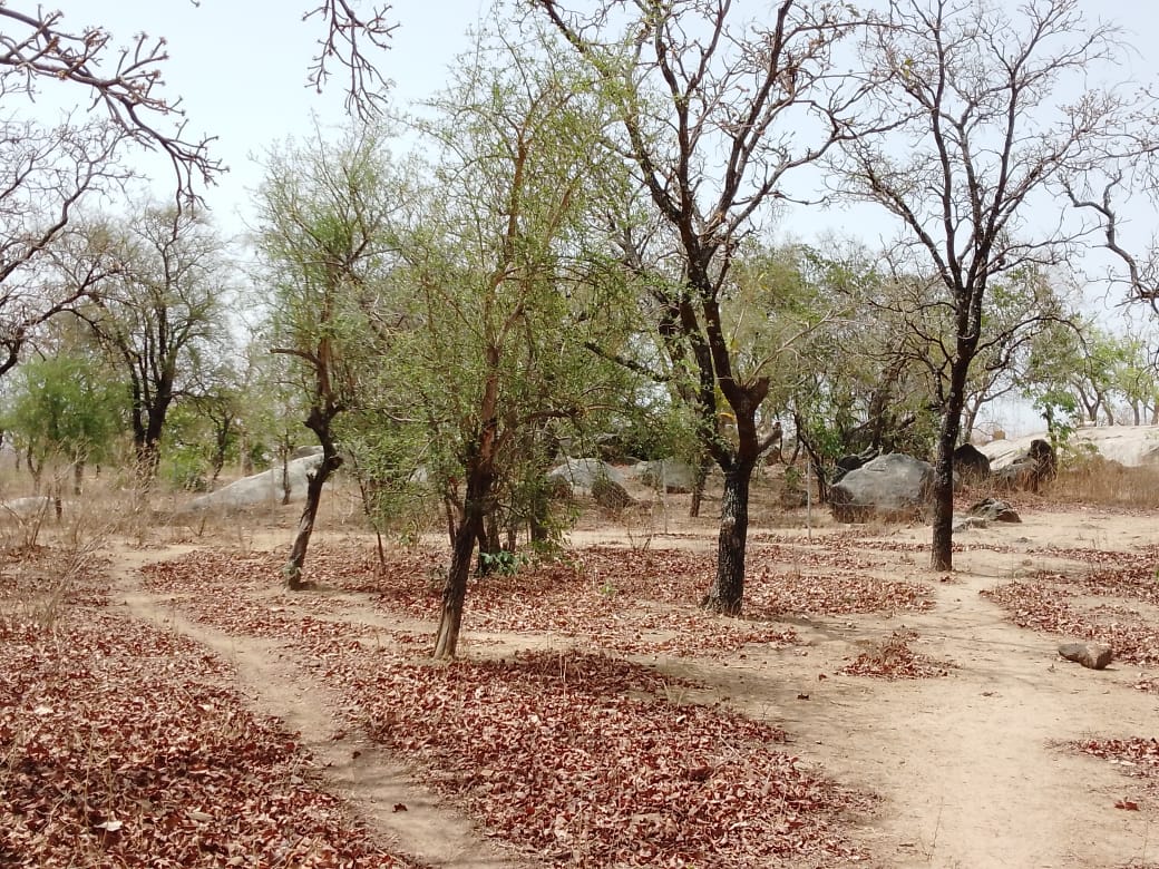 Sapouy: un jardin botanique pour la protection d&rsquo;espèces en voie de disparition