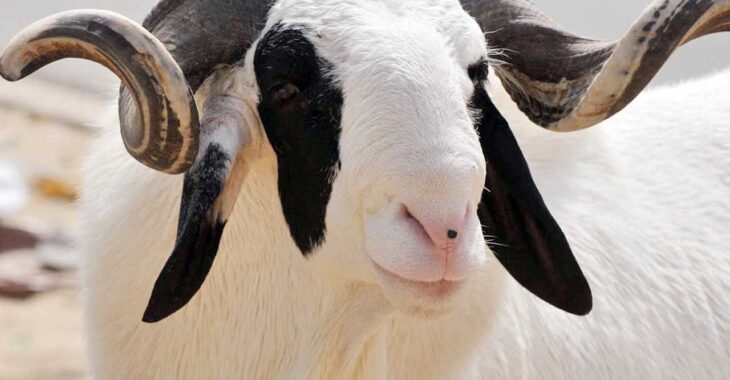 Burkina : la fête de Tabaski 2023 sera célébrée ce 28 juin