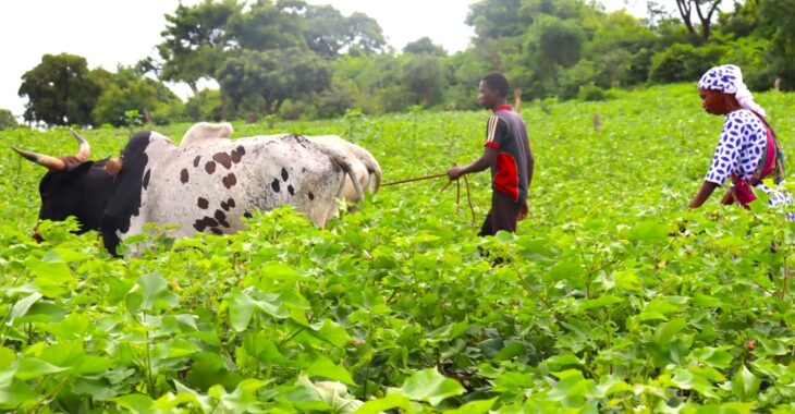 Burkina: La révolution silencieuse des cotoncultrices du Tuy