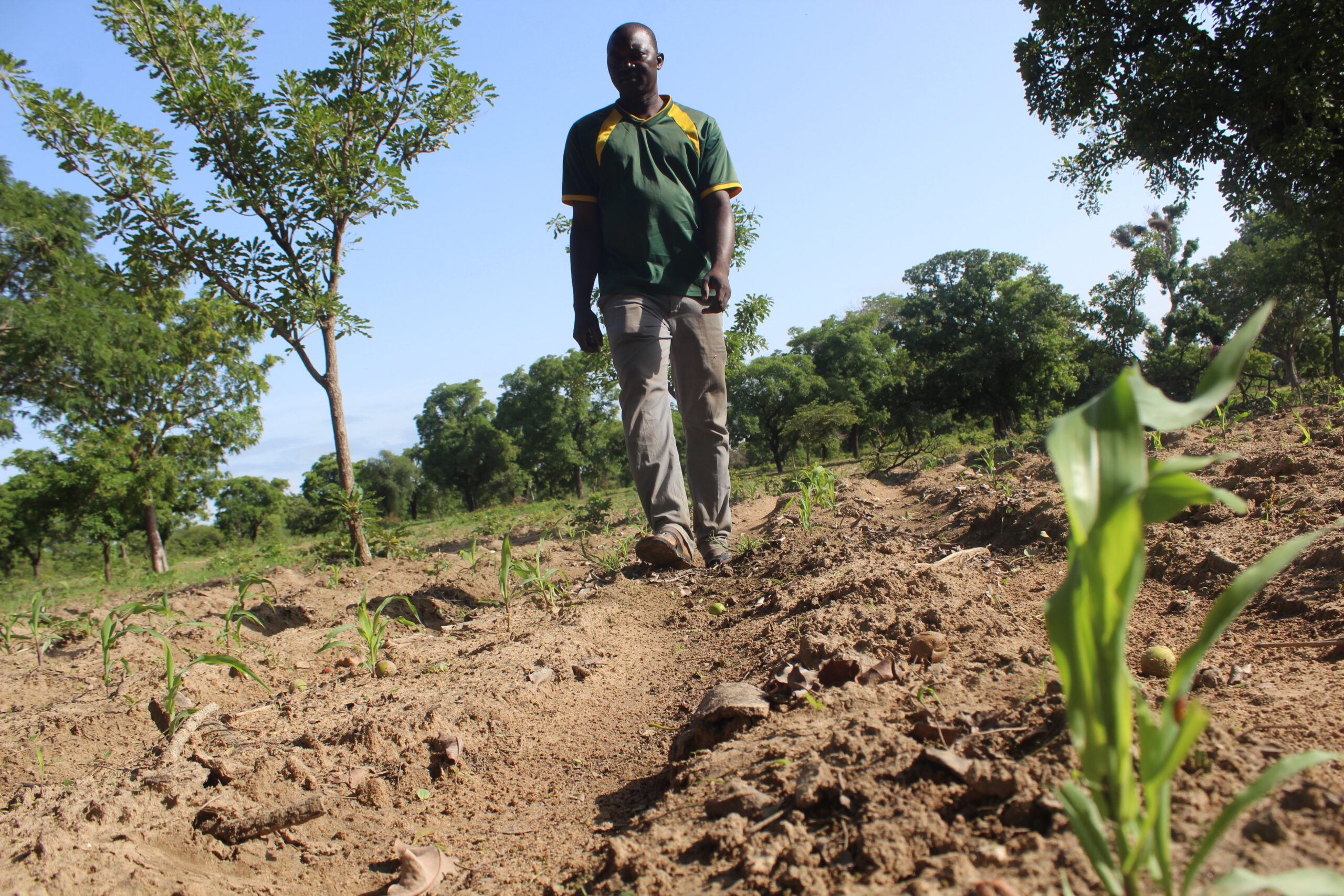 Nahouri: la distribution tardive des intrants inquiète les agriculteurs