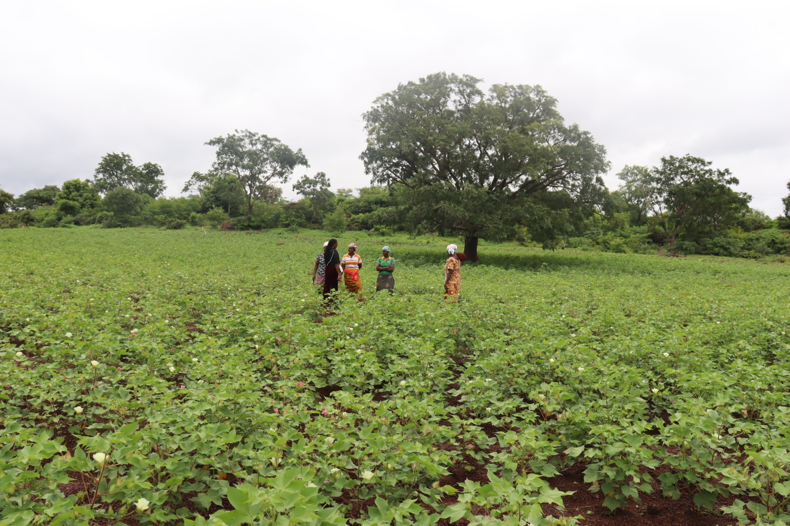 Province du Tuy: l&rsquo;or blanc scintille au féminin