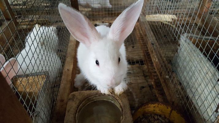 L’élevage des lapins, la passion de jeunes burkinabè