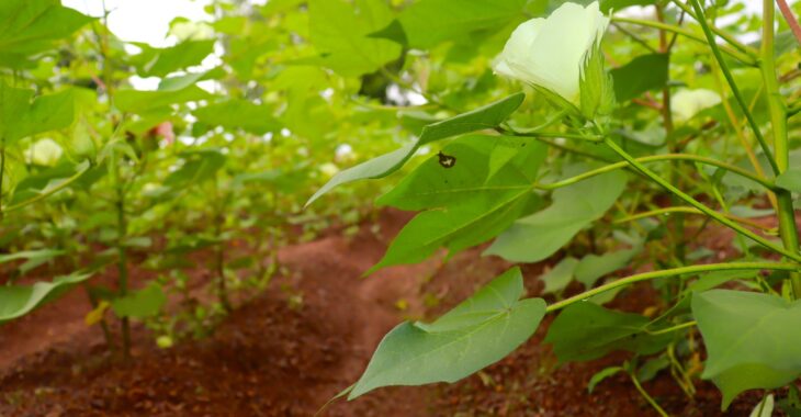 Le coton, une manne financière en quête d’argent