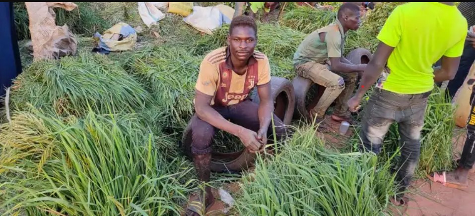 Aliments pour bétail : résidus de céréales de l’herbe, un business saisonnier à Ouaga