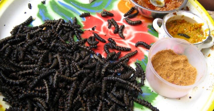 Bobo Dioulasso: comment le chitoumou fait vivre les femmes