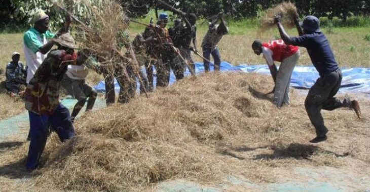 Le fonio, une céréale traditionnelle menacée d’abandon