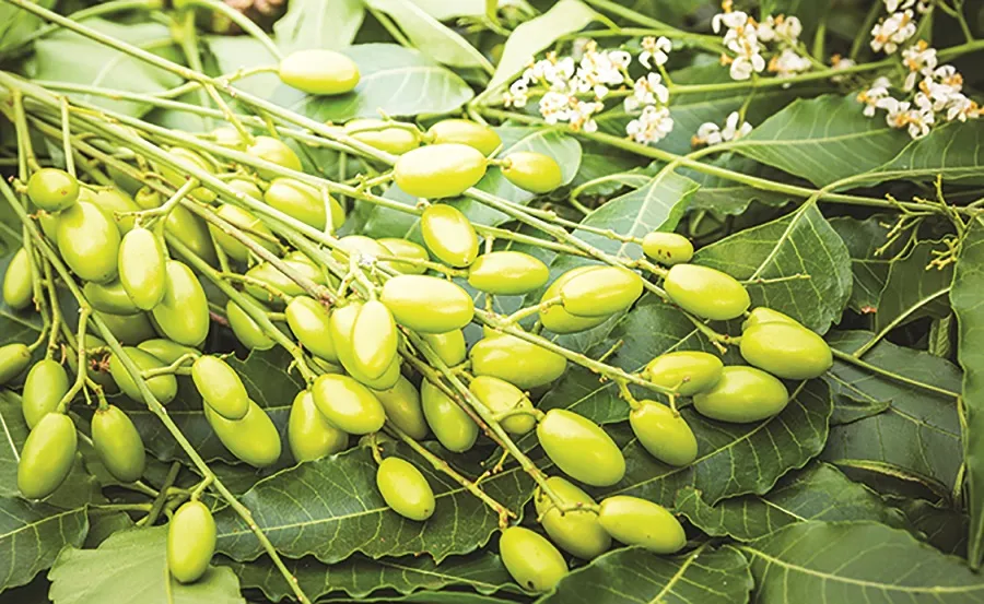 Régions des Hauts-Bassins: cri d&rsquo;alarme pour des espèces végétales