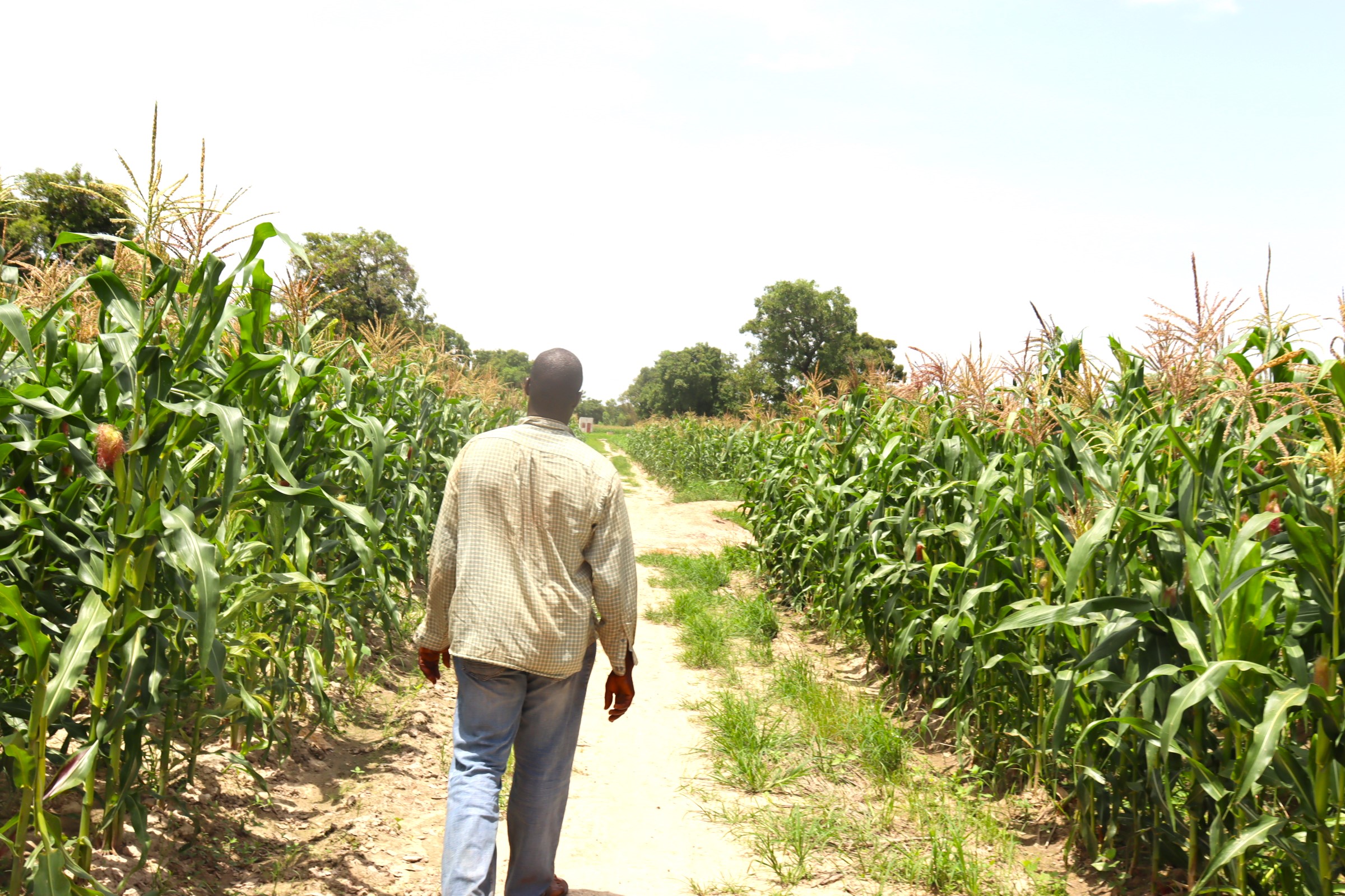 Burkina: Les cultures vivrières, une nécessité encouragée par le gouvernement