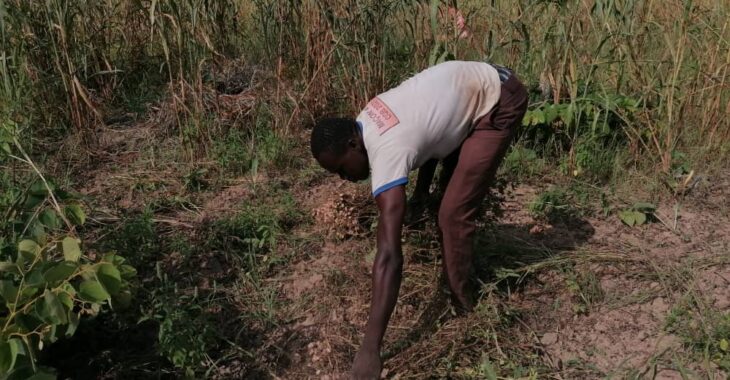 Saison agricole: Dans l'attente de la moisson dans les champs de Boromo