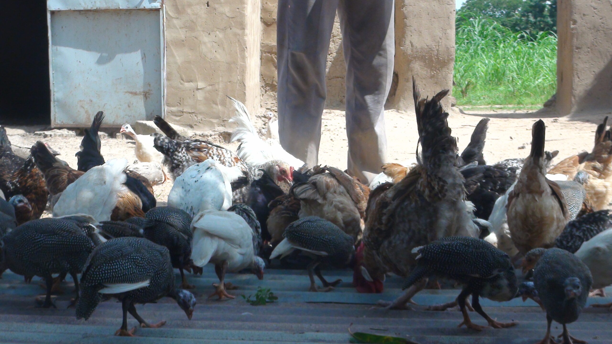Burkina: Quand le poulet bicyclette perd les pédales