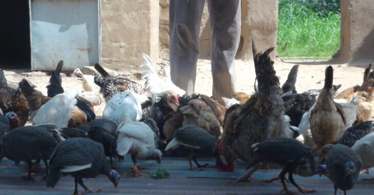 La bonne hygiène dans les poulaillers favorise de bons rendements