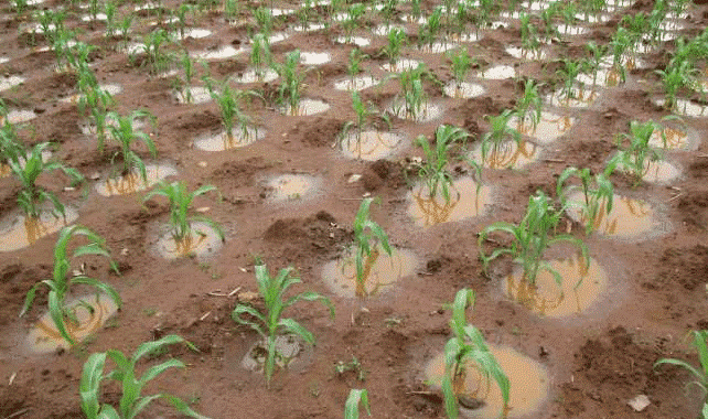 Agriculture: Le zaï fait recette dans la commune de Guié