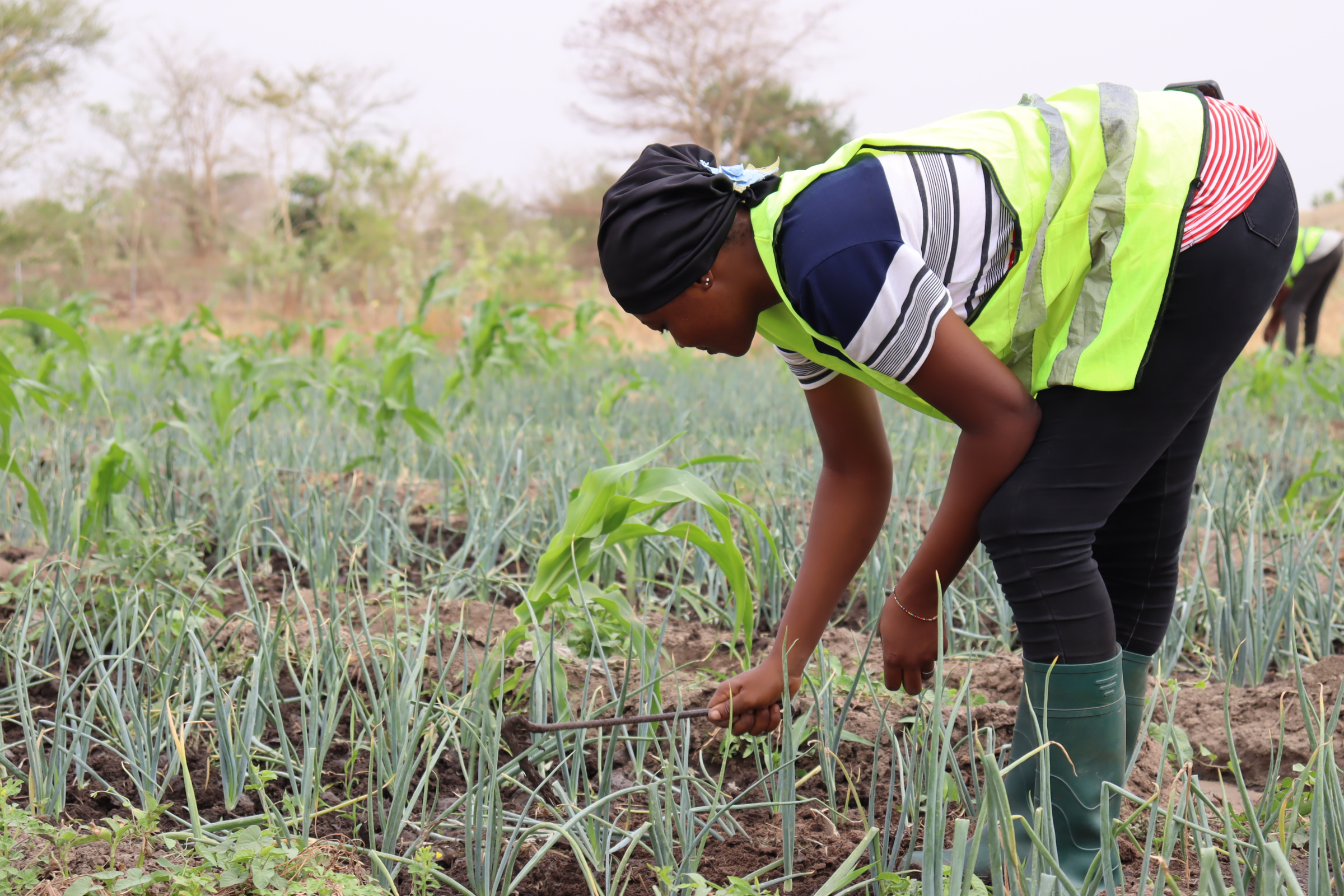 Burkina: A Bagré, des étudiants en fin de cycle expérimentent les meilleures stratégies dans l&rsquo;agriculture