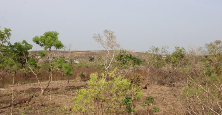🎧La biodiversité en péril, des espèces menacées de disparation