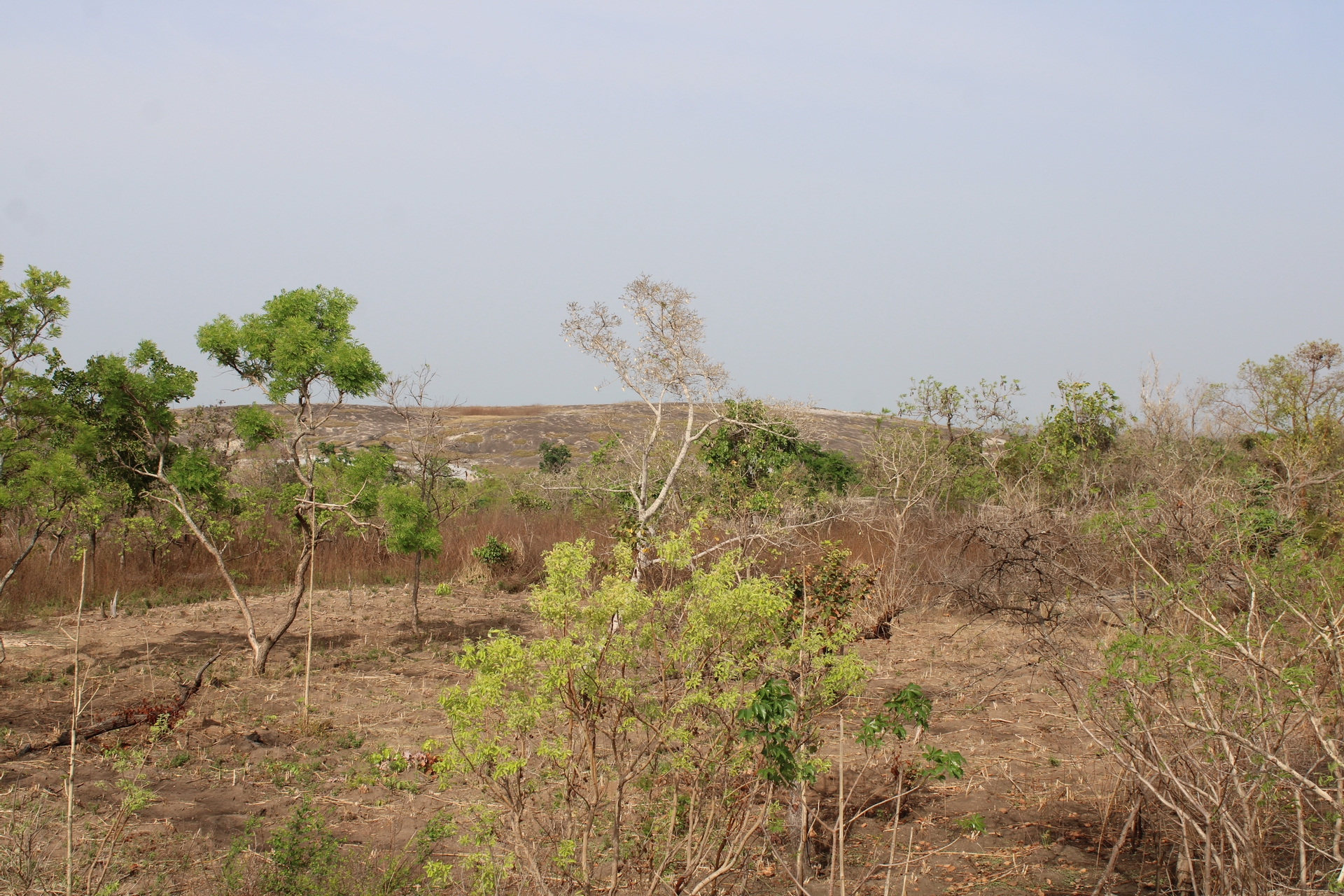 🎧La biodiversité en péril, des espèces menacées de disparation