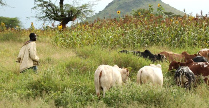 🎧La coexistence harmonieuse entre agriculteurs et éleveurs à travers le pâturage rationnel