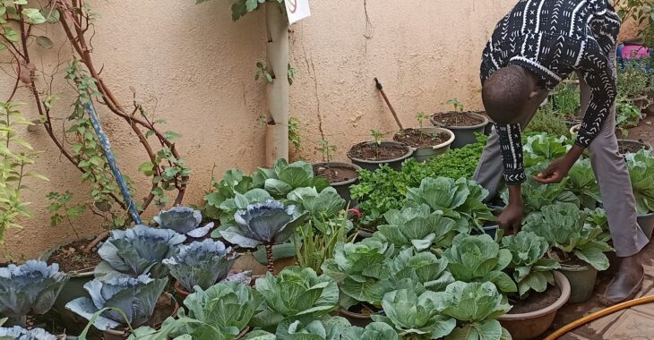 🎧A Ouagadougou, l’essor des potagers à domicile pour une alimentation plus saine