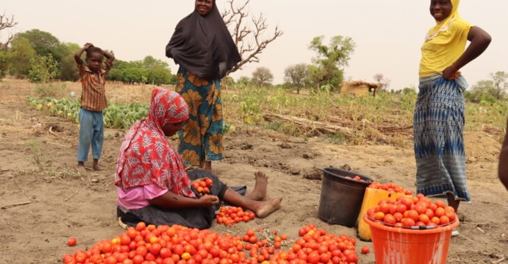 🎧A Bagré, quand les tomates pourrissent