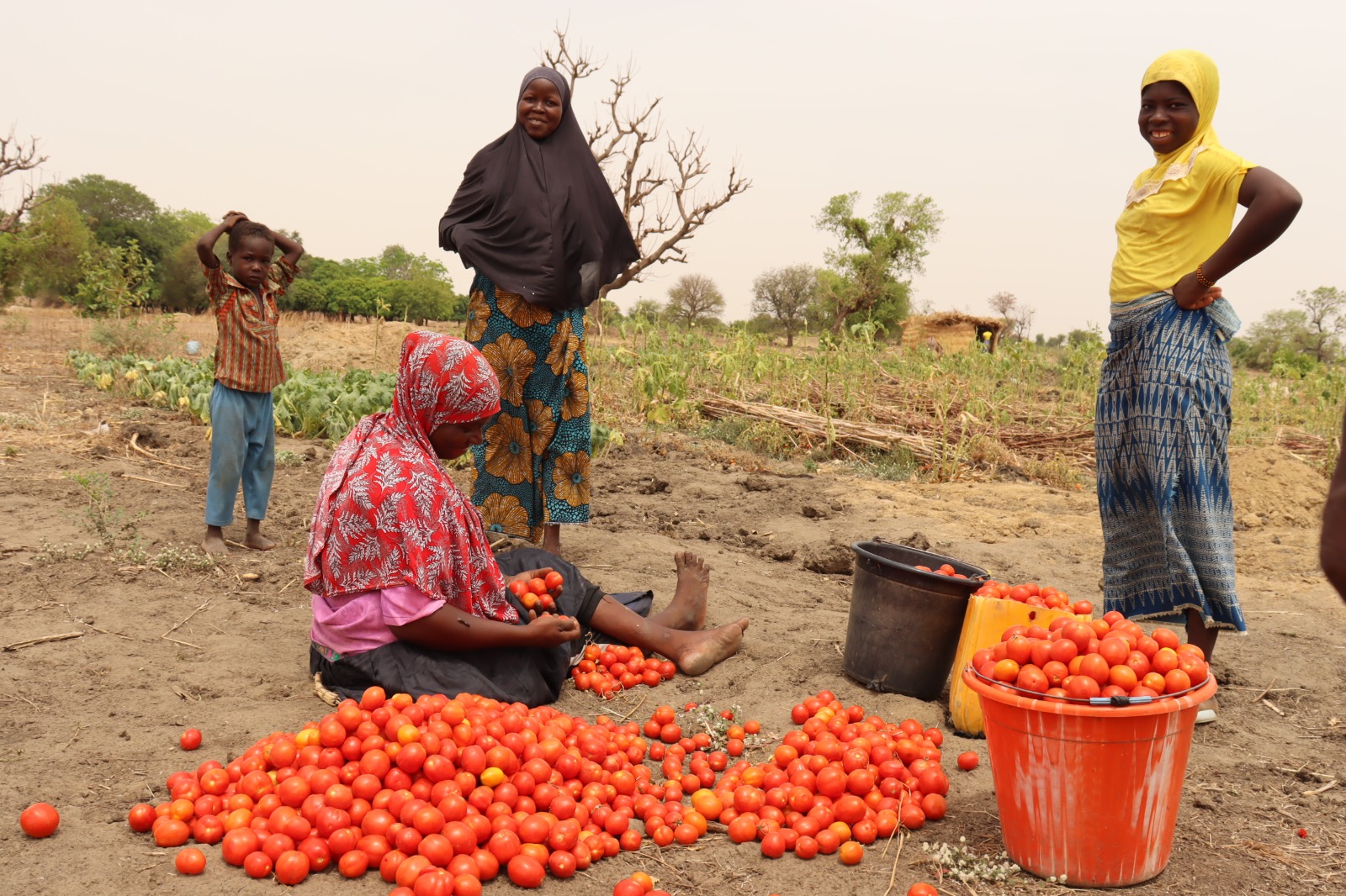 🎧A Bagré, quand les tomates pourrissent