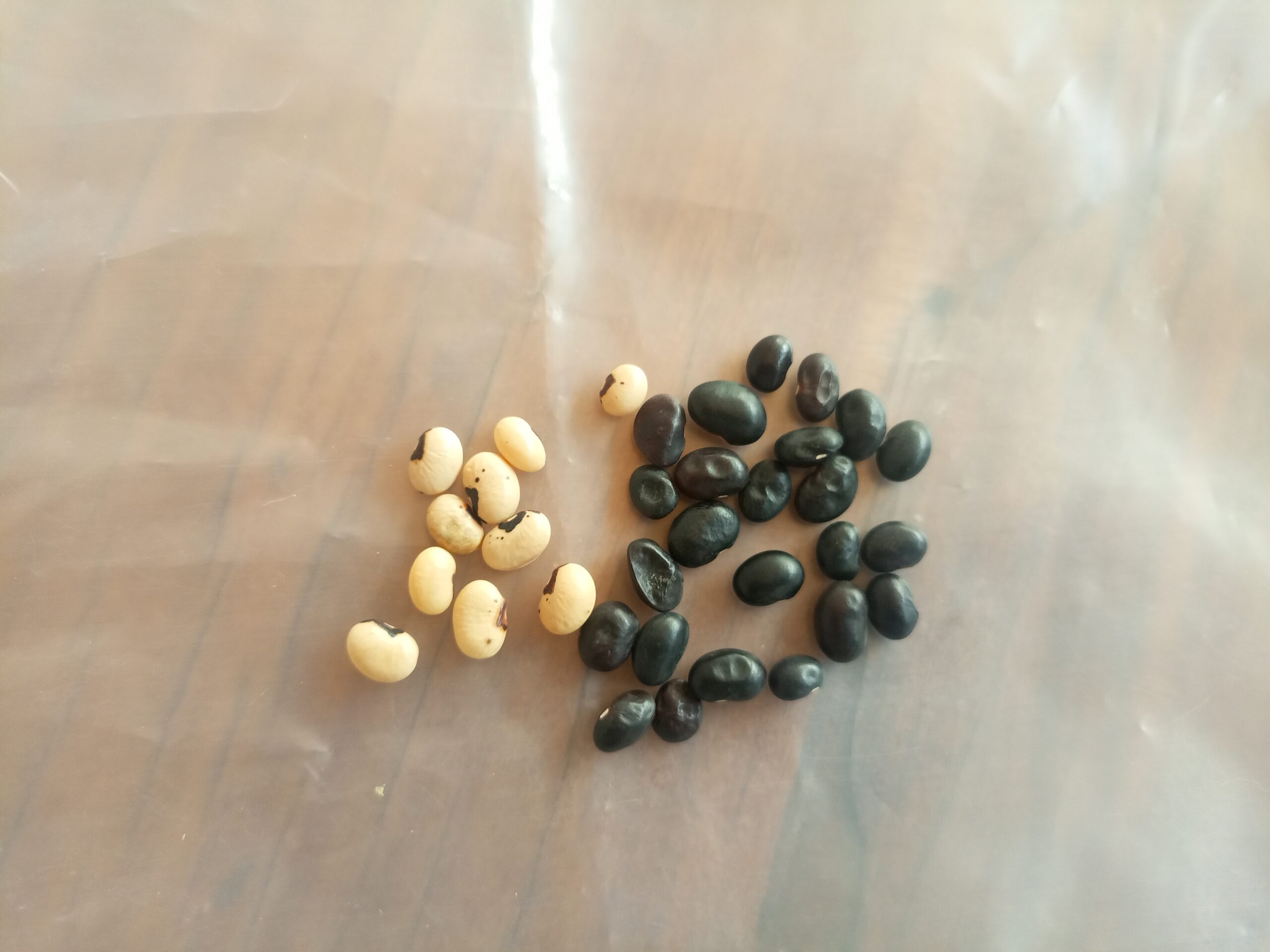 Lentille de terre: mythe autour d&rsquo;une céréale en voie de disparition