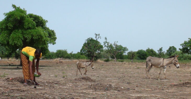 🎧Saison agricole humide 2024: les espoirs des agriculteurs burkinabè