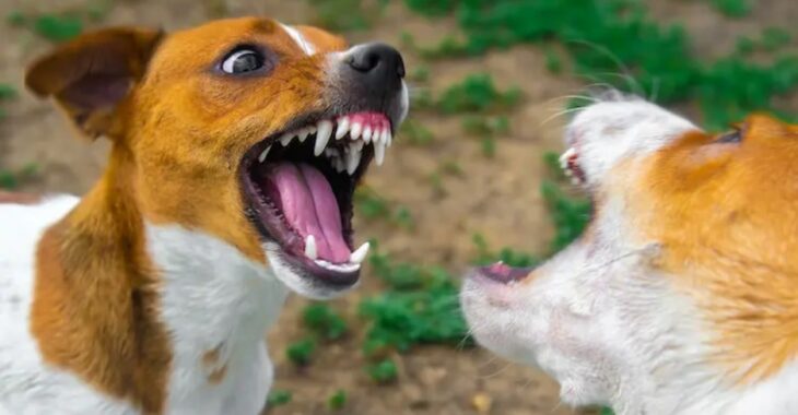 🎧A Ouidi (quartier de Ouaga), la rage rôde dans les rues