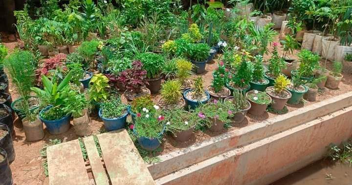 Valorisation des arbres: focus sur le rôle des femmes et la Régénération naturelle assistée au Burkina Faso