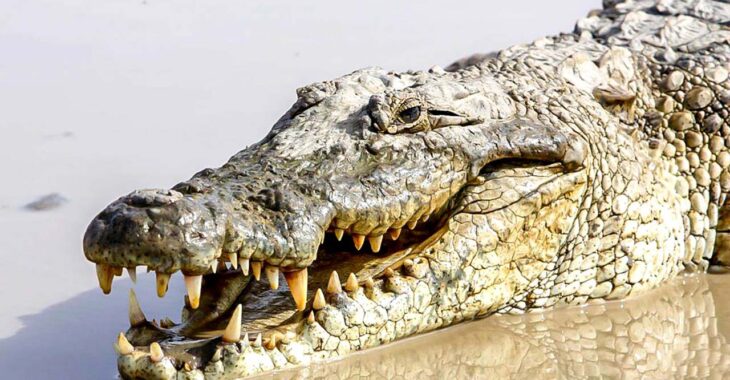 Sabou: a la découverte des crocodiles sacrés