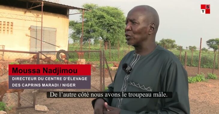 La Chèvre de Maradi ou ‘’la vache du pauvre”