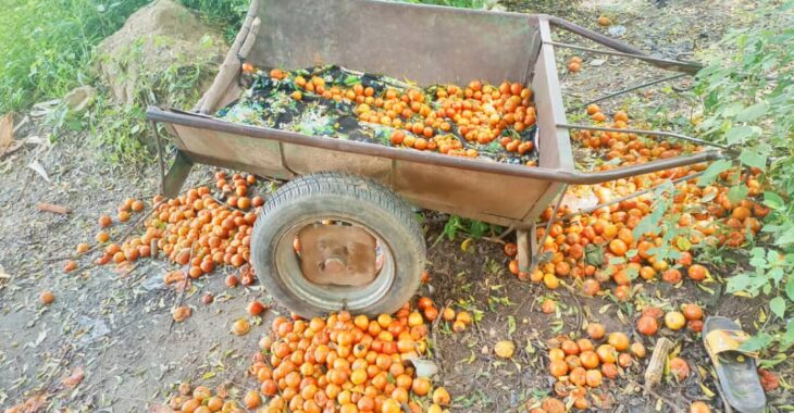 La détresse des producteurs de tomates de Kombissiri