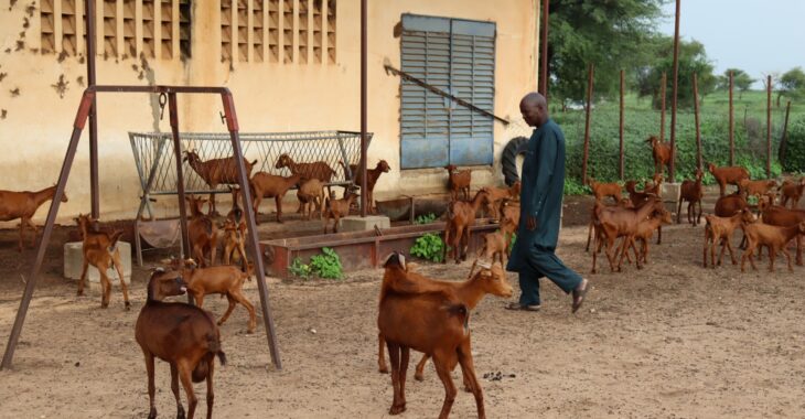 Élevage: les atouts de la chèvre rousse de Maradi