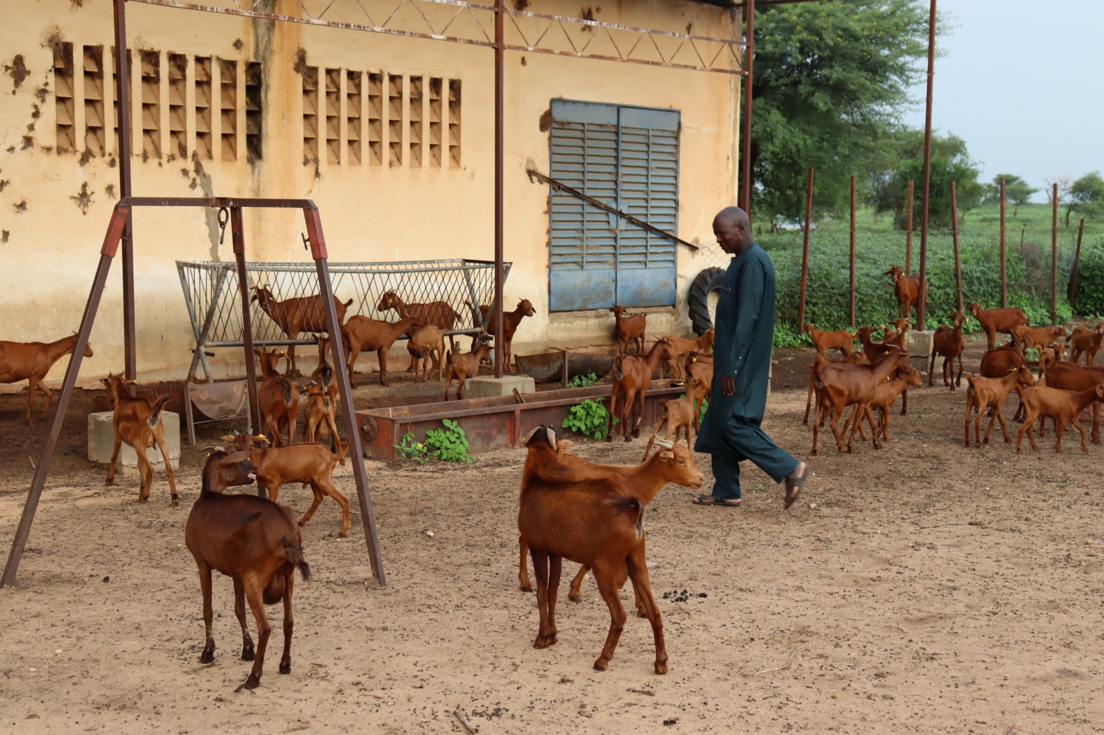 Élevage: les atouts de la chèvre rousse de Maradi
