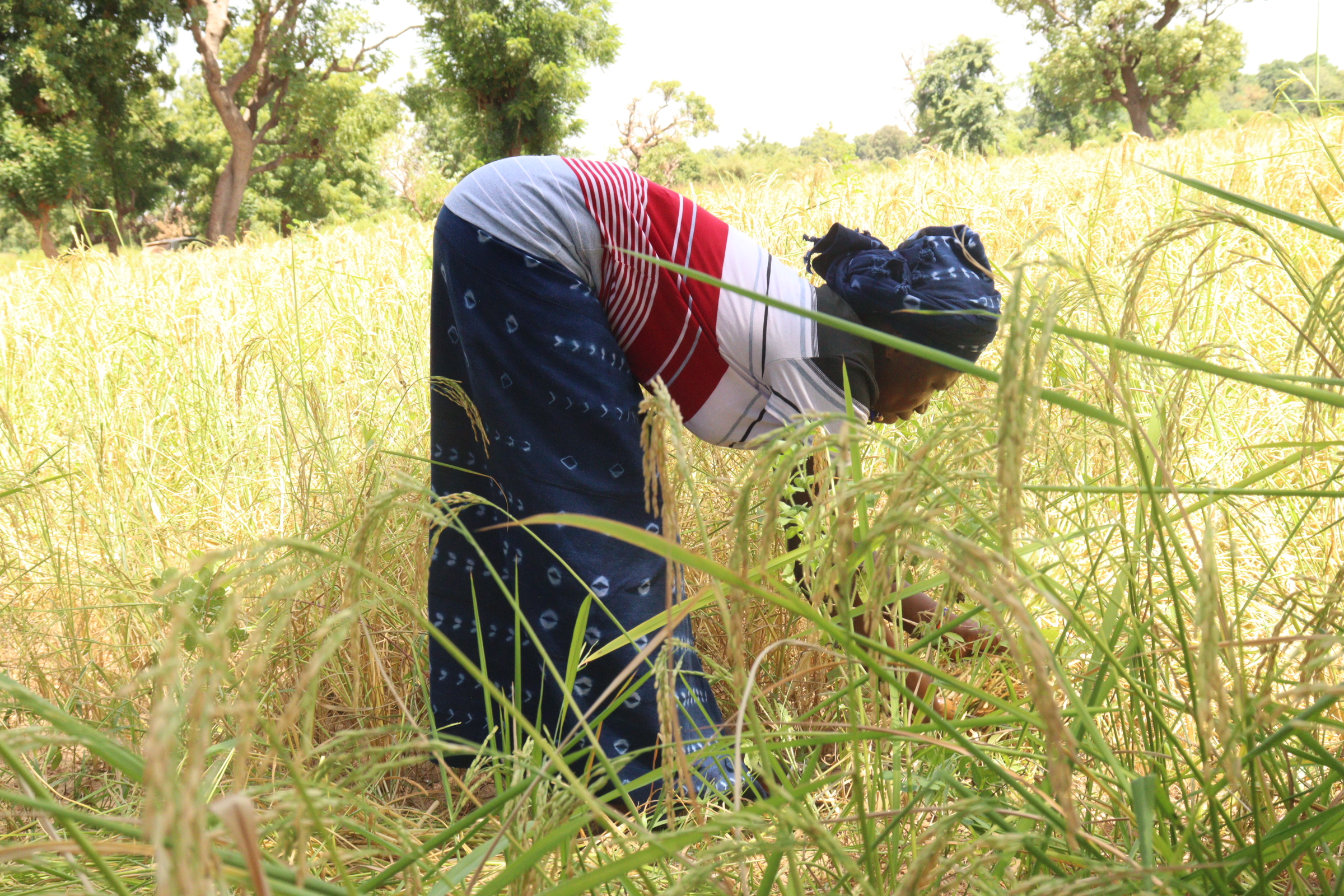 🎧Campagne agricole: L&rsquo;heure de la moisson après une saison pluvieuse en dent de scie