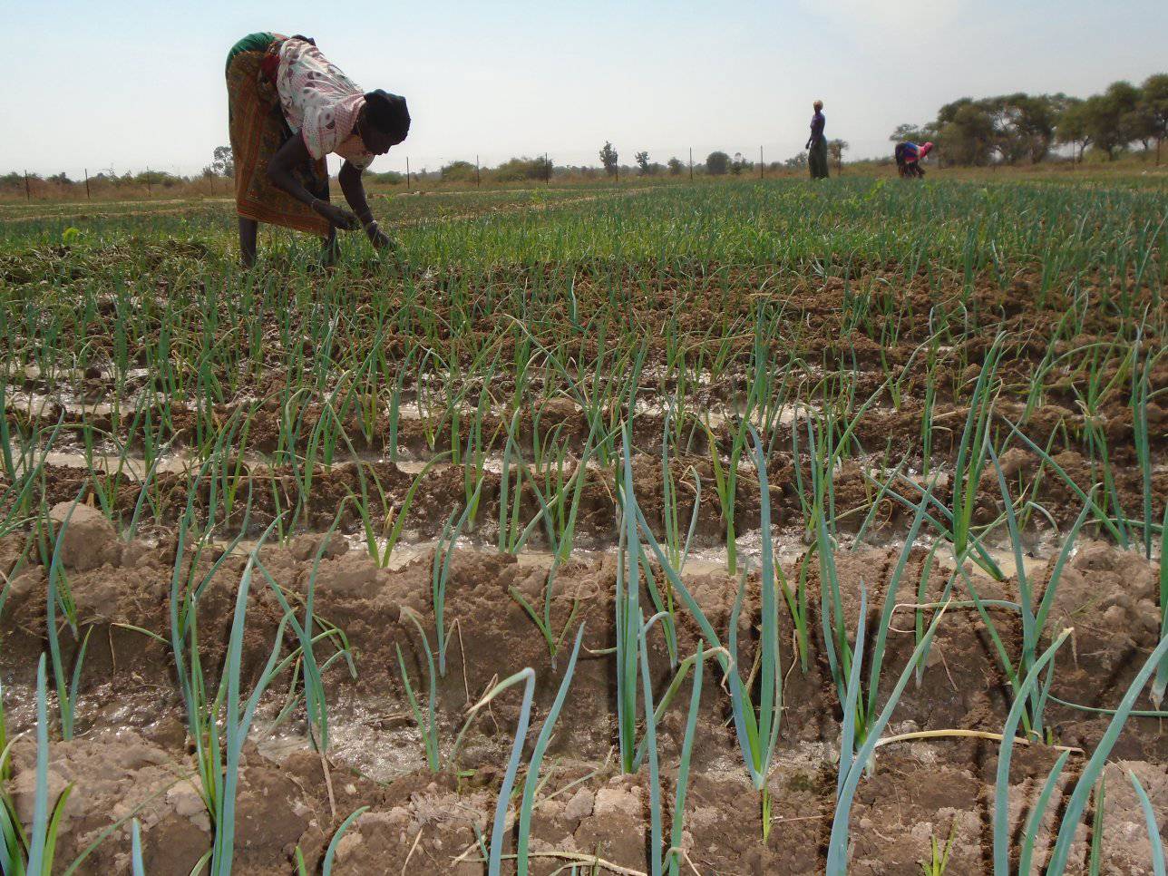 🎧L’association Manegdzanga, acteur clĂ© de la sĂ©curitĂ© alimentaire Ă Loumbila