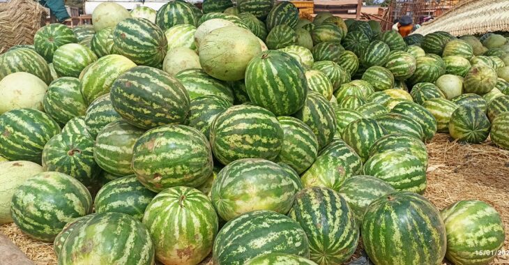 La pastèque, le fruit aux multiples vertus