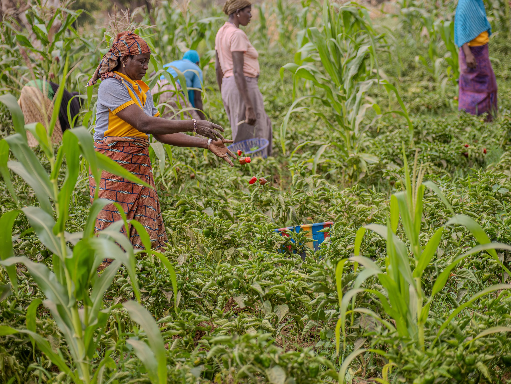 A Komsilga, la coopérative ‘’Na Song-Zanga’’ donne plusieurs bras aux femmes
