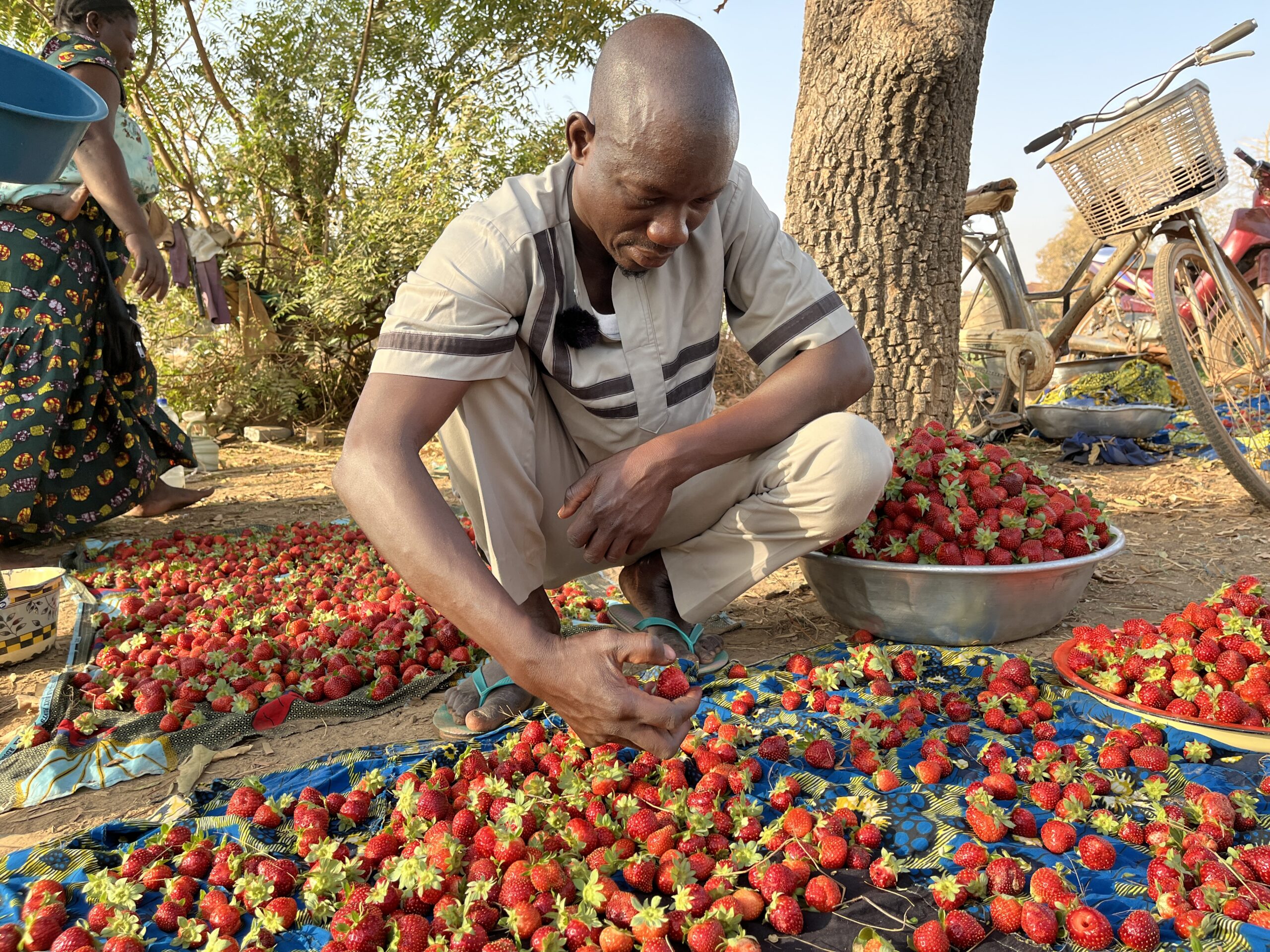 La fraise, de l’or rouge si fragile à Boulmiougou