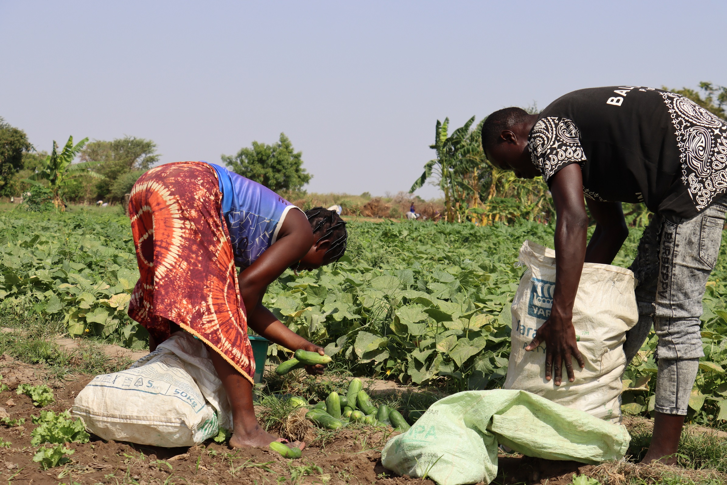 Culture de contre-saison: A Manga, le deuxième bureau des producteurs est à Siltouko