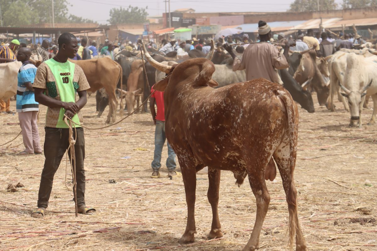 Le marché à bétail de Pouytenga tourne au ralenti du fait de l&rsquo;insécurité