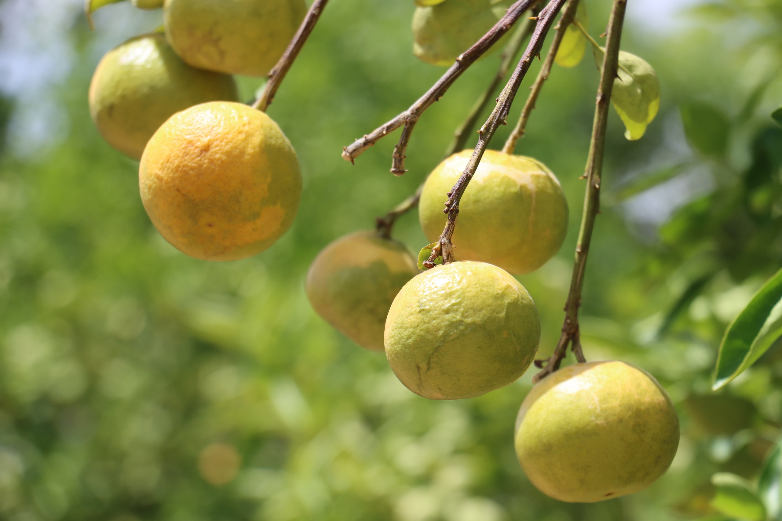 Au Burkina, la province du Zoundweogo est un verger de tangelos