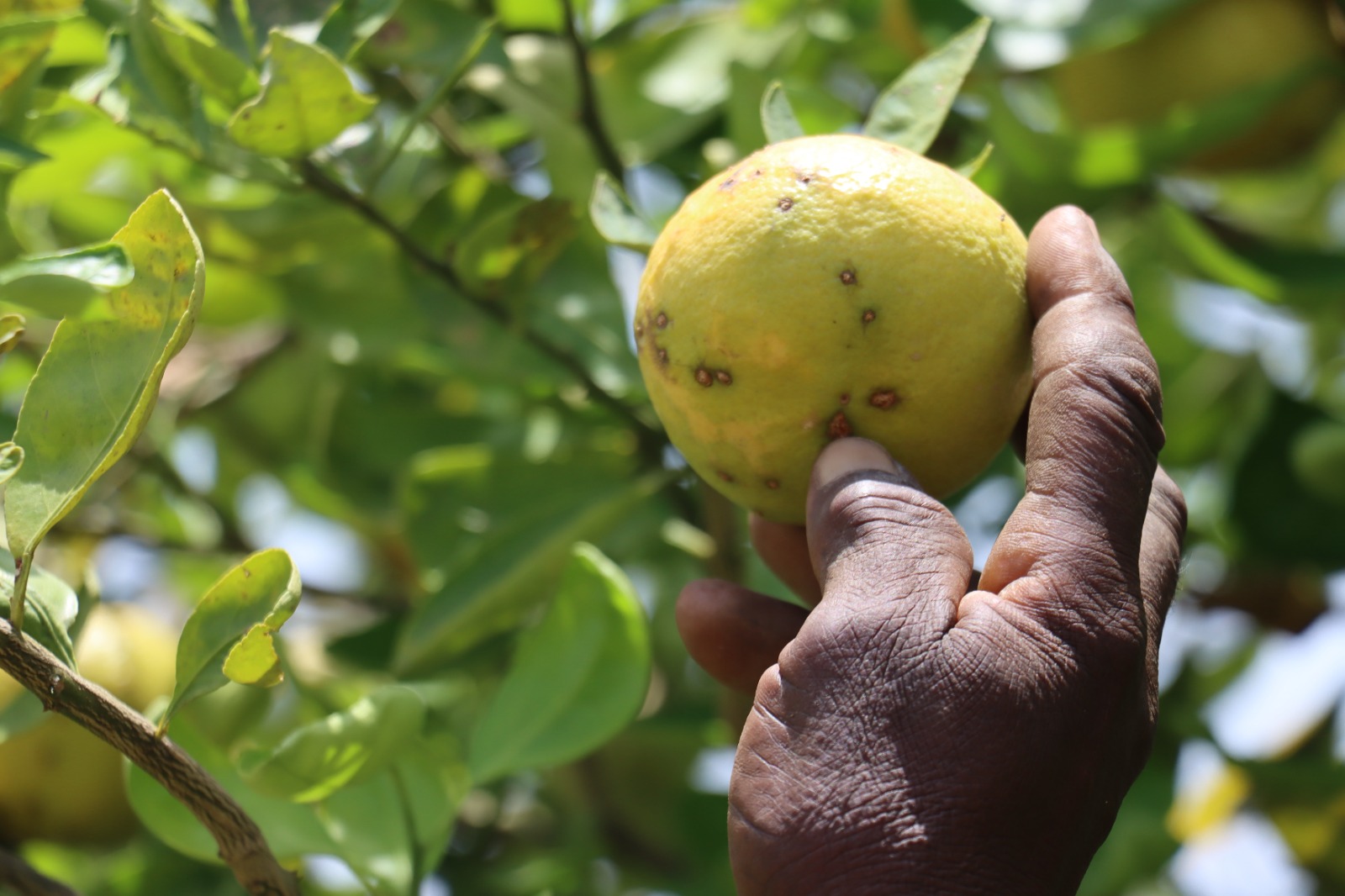 Les mouches menacent la production des tangelos à Manga